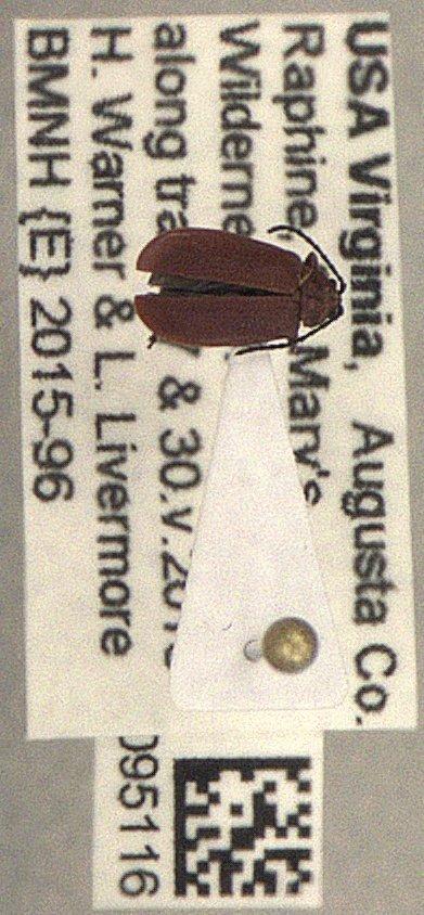Tricholochmaea Laboissiere, 1932 - Coleoptera 010095116