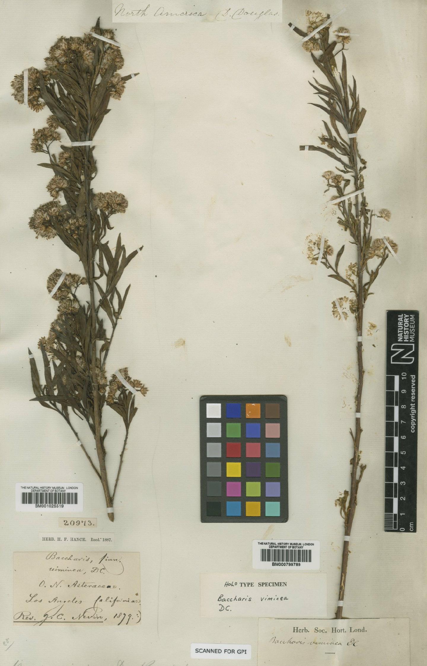 To NHMUK collection (Baccharis viminea DC.; Holotype; NHMUK:ecatalogue:1125233)