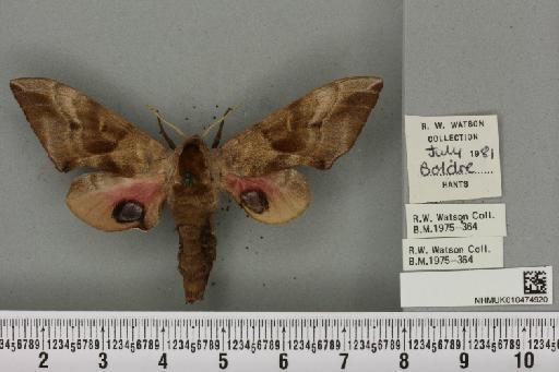 Smerinthus ocellata ab. deroseata Lempke, 1959 - NHMUK_010474920_525264