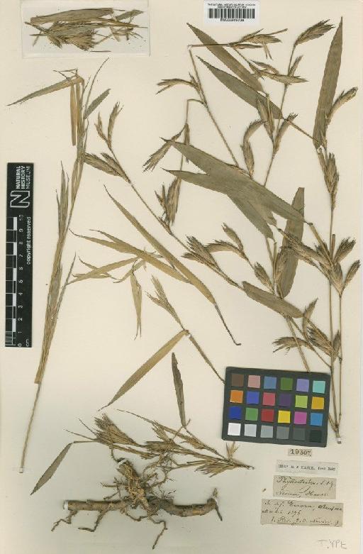 Phyllostachys nevinii Hance - BM000959238