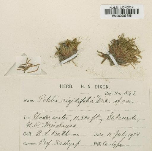 Pohlia wahlenbergii (F.Weber & D.Mohr) A.L.Andrews in Grout - BM000983706