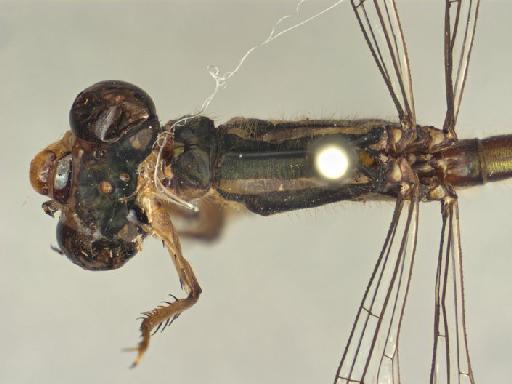 Pacificagrion lachrymosa Fraser, 1926 - BMNHE_1685984-Pacificagrion_lachrymosa-allotype-head-thorax-dorsal