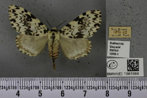 Lymantria monacha (Linnaeus, 1758) - BMNHE_1561966_251666