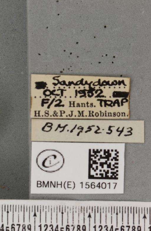 Bena bicolorana (Fuessly, 1775) - BMNHE_1564017_label_293187