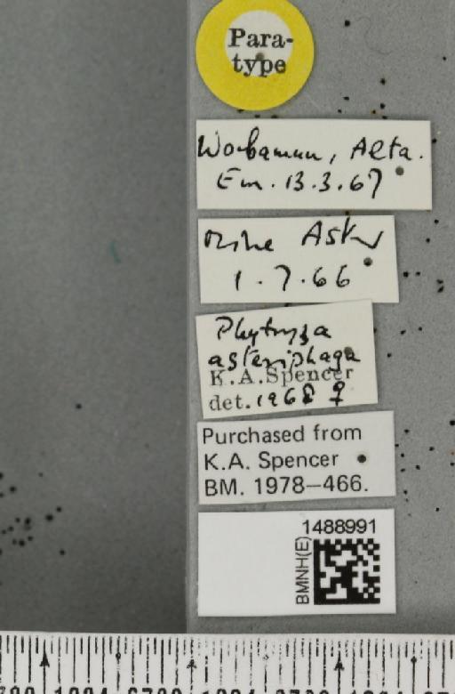 Phytomyza asterophaga Spencer, 1969 - BMNHE_1488991_label_53350