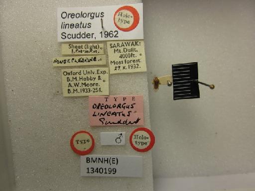 Oreolorgus lineatus Scudder, 1962 - Oreolorgus lineatus-BMNH(E)1340199-Holotype male dorsal & labels