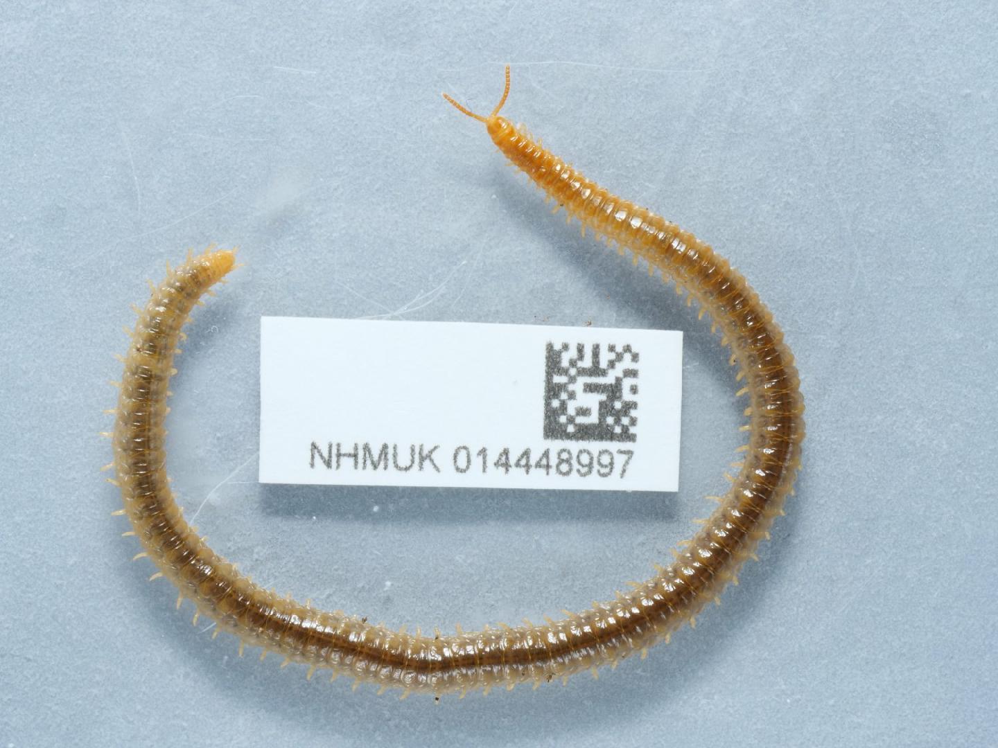 Henia vesuviana thumbnail