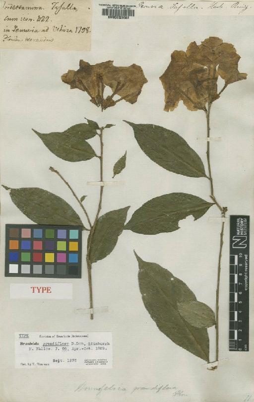 Brunfelsia grandiflora D.Don - BM000629602