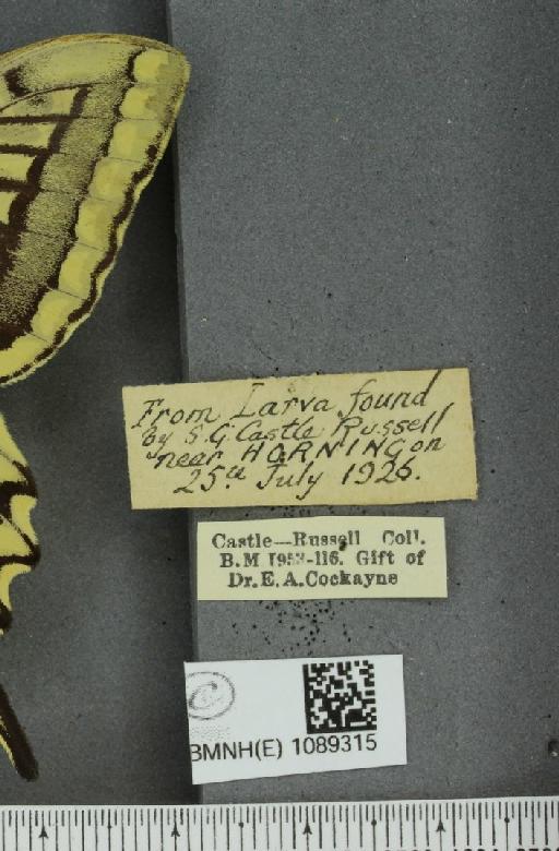 Papilio machaon britannicus Seitz, 1907 - BMNHE_1089315_label_64110