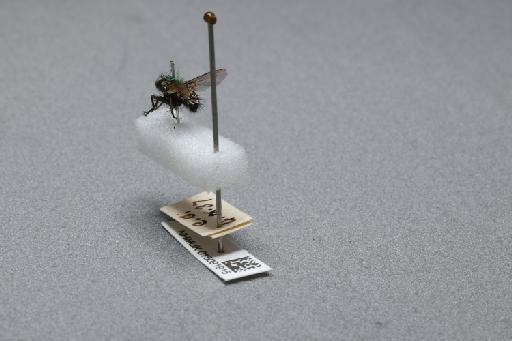 Sarcophaga (Myorhina) nigriventris Meigen, 1826 - 015091915_additional_2