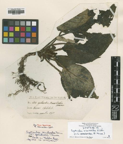 Cyrtandra oenobarba var. petiolaris Wawra - BM001040659