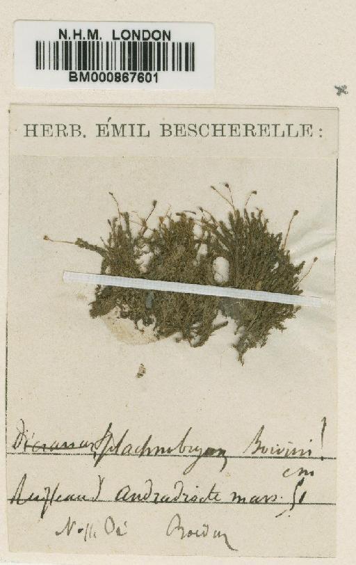 Splachnobryum obtusum (Brid.) Müll.Hal. - BM000867601