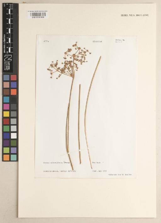 Juncus subnodulosus Schrank - 015151536