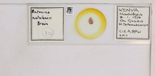 Antonina natalensis Brain, 1915 - 010715006__