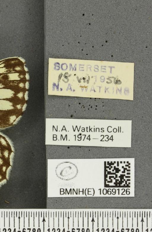 Melanargia galathea serena Verity, 1913 - BMNHE_1069126_label_34965