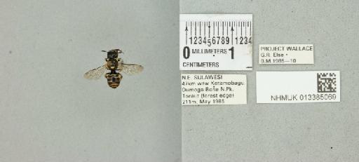 Ceratina (Ceratinidia) carinifrons Baker, D.B., 2002 - 013385069_17710_25875