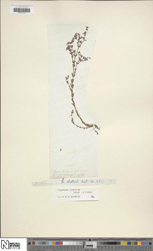 Hypericum japonicum var. calyculatum R.Keller - BM001203785