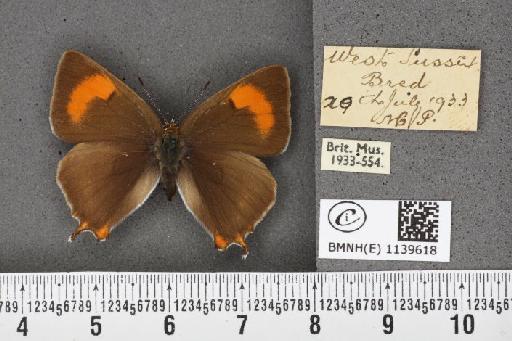 Thecla betulae (Linnaeus, 1758) - BMNHE_1139618_95753