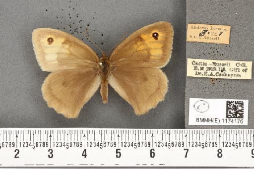 Maniola jurtina insularis ab. transformis Leeds, 1950 - BMNHE_1174176_39378