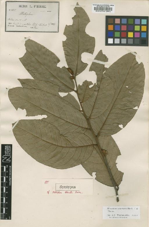 Mitrephora tomentosa Hook.f. & Thomson - BM000547342