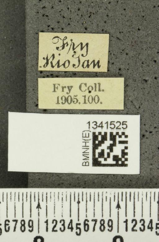 Paratriarius unifasciatus (Baly, 1889) - BMNHE_1341525_label_23441