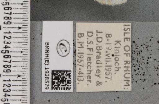 Cabera pusaria (Linnaeus, 1758) - BMNHE_1928579_label_494536