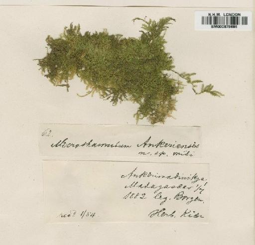 Mittenothamnium madagassum (Besch.) Cardot - BM000878686