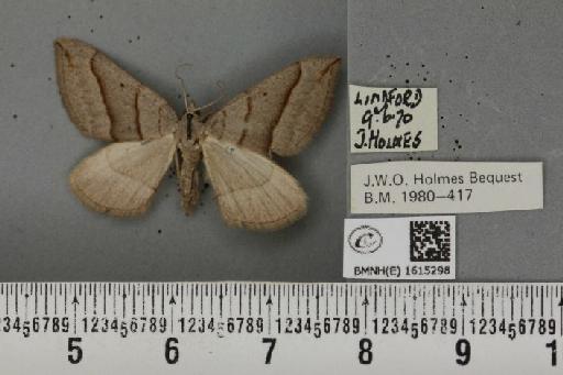 Scotopteryx luridata plumbaria (Fabricius, 1775) - BMNHE_1615298_304717