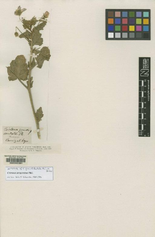 Cristaria integerrima Philippi - BM000603891
