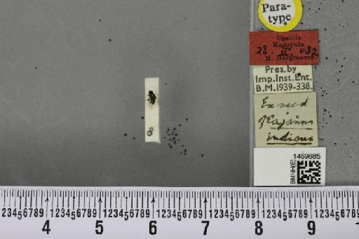 Melanagromyza chalcosoma Spencer, 1959 - BMNHE_1469885_45045