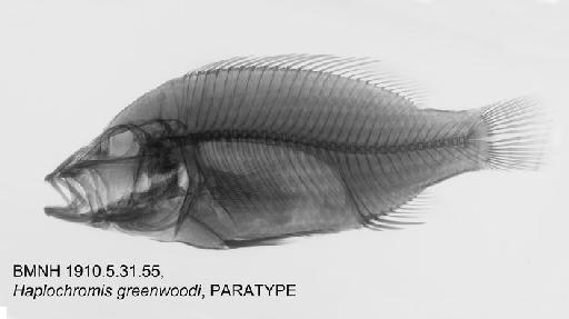 Haplochromis greenwoodi Bell-Cross, 1975 - BMNH 1910.5.31.55, PARATYPE, Haplochromis greenwoodi Radiograph