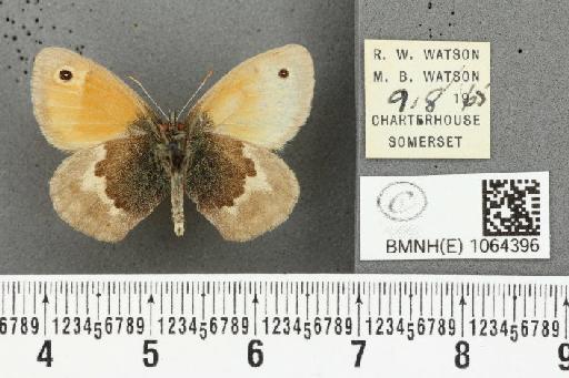Coenonympha pamphilus (Linnaeus, 1758) - BMNHE_1064396_25376