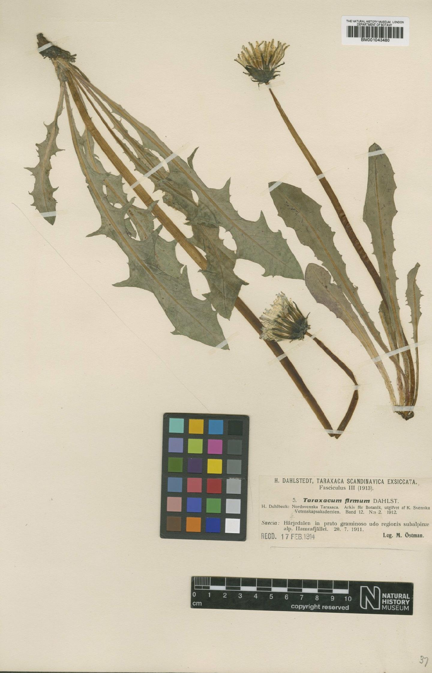 To NHMUK collection (Taraxacum firmum Dahlst.; Type; NHMUK:ecatalogue:1998599)