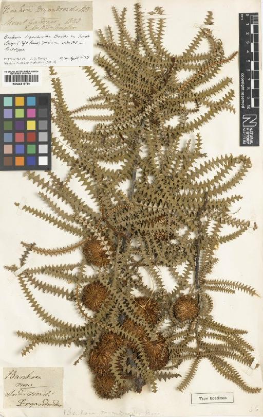 Banksia dryandroides Baxter ex Sweet - BM000915790