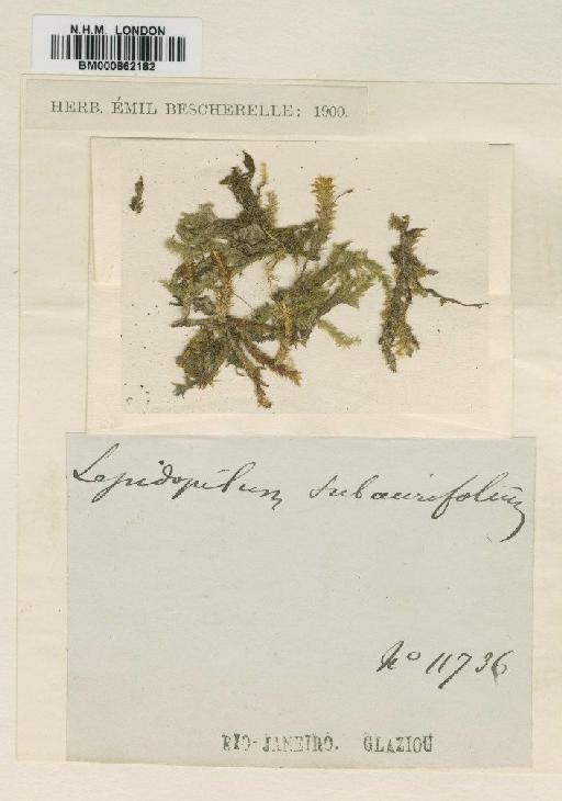 Lepidopilum subaurifolium Geh. & Hampe - BM000862182