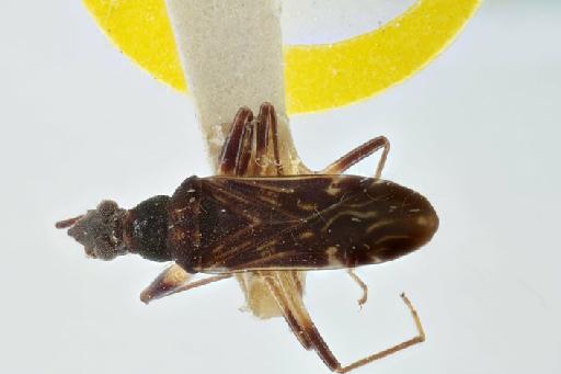 Pamerana fulvomaculata Malipatil, 1978 - Pamerana fulvomaculata-BMNH(E)1340722-Paratype male_dorsal_65mm_macro