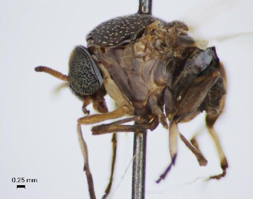 Simulium (Trichodagmia) perplexum species group Orbitale Shelley et al., 1989 - 010849091_S_perplexum_female_lateral view