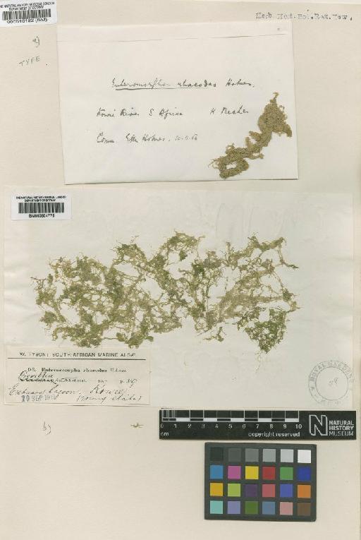 Ulva rhacodes (Holmes) Papenfuss - BM000804775