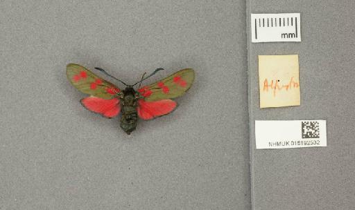 Zygaena (Zygaena) filipendulae stephensi Dupont, 1900 - 015192532_additional