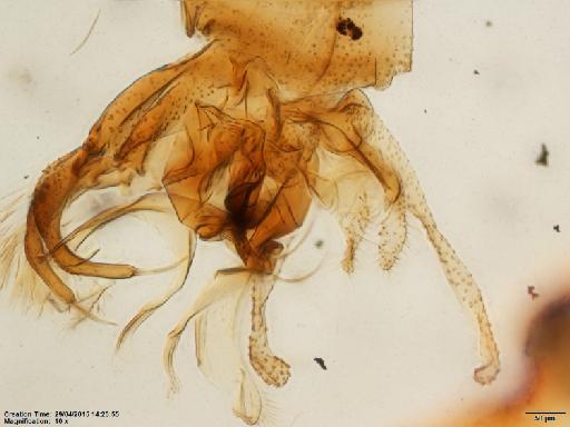 Lutzomyia (Psychodopygus) lainsoni Fraiha & Ward, 1974 - Lutzomyia_lainsoni-BMNH(E)1722078_PT-male_terminalia-10x.tif