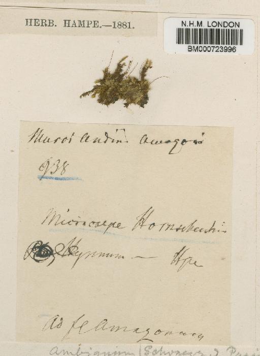 Trichosteleum ambiguum (Schwägr.) Paris - BM000723996