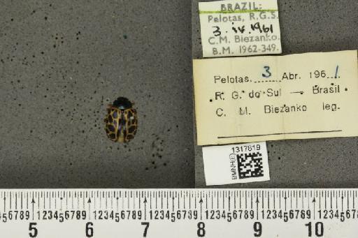 Calligrapha (Calligrapha) polyspila (Germar, 1821) - BMNHE_1317819_17387