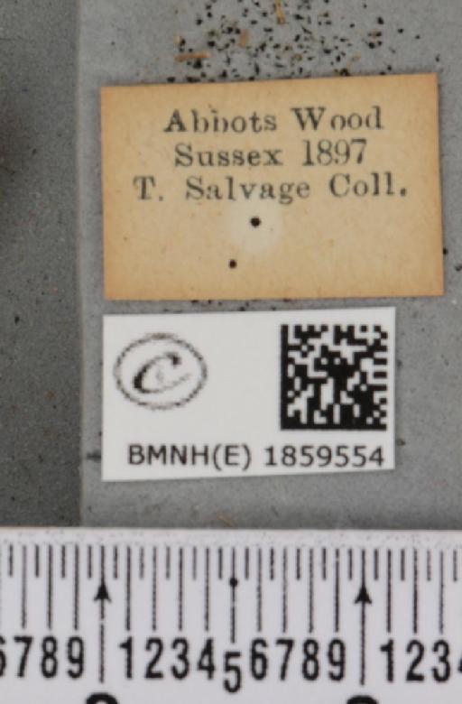 Pseudopanthera macularia (Linnaeus, 1758) - BMNHE_1859554_label_429847