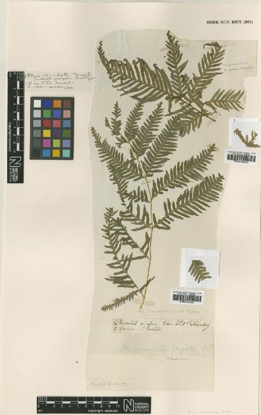 Pteris dentata Forssk. - BM001044352