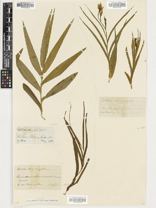 Cephalanthera longifolia (L.) Fritsch - BM000955098