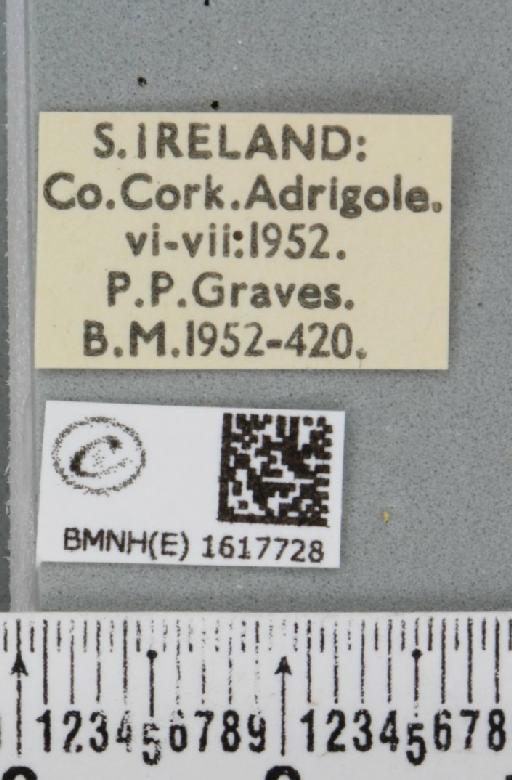 Epirrhoe alternata alternata (Müller, 1764) - BMNHE_1617728_label_316208