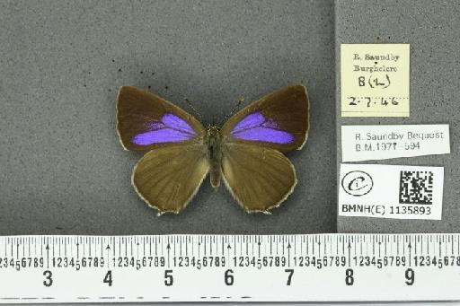 Neozephyrus quercus (Linnaeus, 1758) - BMNHE_1135893_93955