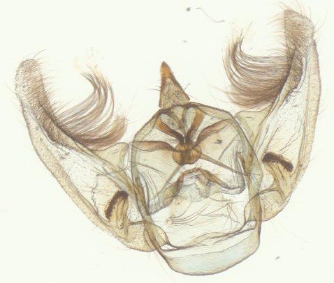 Chorodna intricata (Warren, 1896) - Sinameda intricata Warren syntype male 958975 genitalia