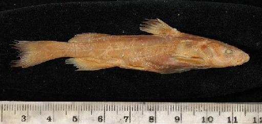 Liocassis emarginatus Regan, 1913 - 1891.6.13.21c; Liocassis emarginatus; lateral view; ACSI Project image