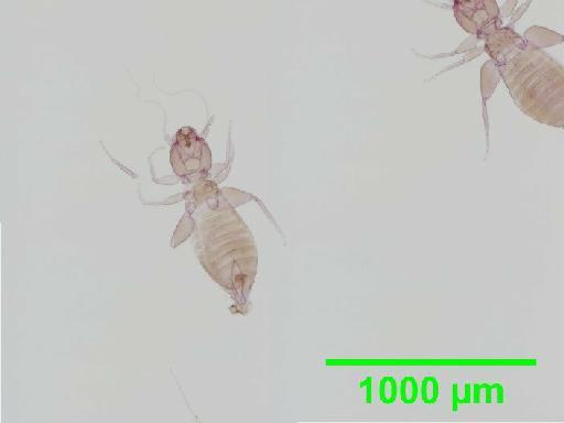 Liposcelis subfuscus Broadhead, 1947 - 010148444__2016_03_16_s1